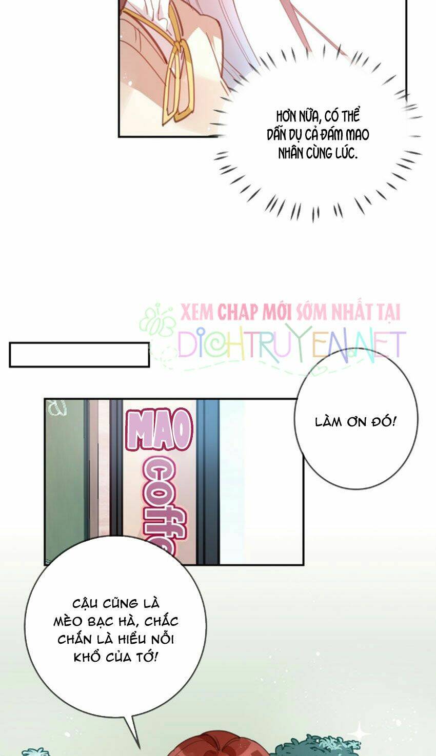 Em Là Bạc Hà Mèo Của Tôi Chapter 20 - Trang 2