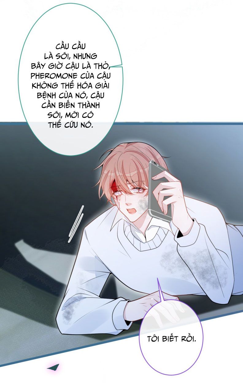 Báo Ân Của Sói Chapter 66 - Trang 2