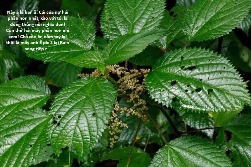 Hổ Đến Chơi Nhà Chapter 117 - Trang 2