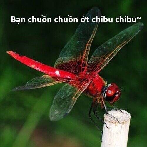 Hổ Đến Chơi Nhà Chapter 117 - Trang 2