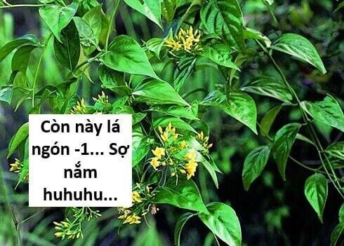 Hổ Đến Chơi Nhà Chapter 117 - Trang 2