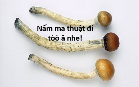 Hổ Đến Chơi Nhà Chapter 121 - Trang 2