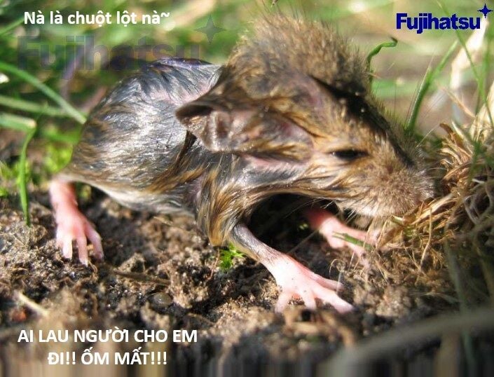 Hổ Đến Chơi Nhà Chapter 128 - Trang 2