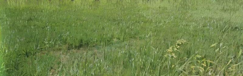 Đạo Vô Danh Chapter 9 - Trang 2