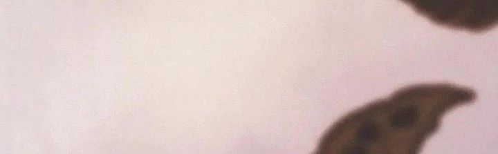 Trải Nghiệm Trở Thành Huyết Tộc Chapter 14 - Trang 2