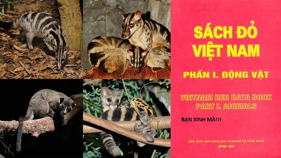 Hổ Đến Chơi Nhà (Puchimasu Miếu) Chapter 144 - Trang 2