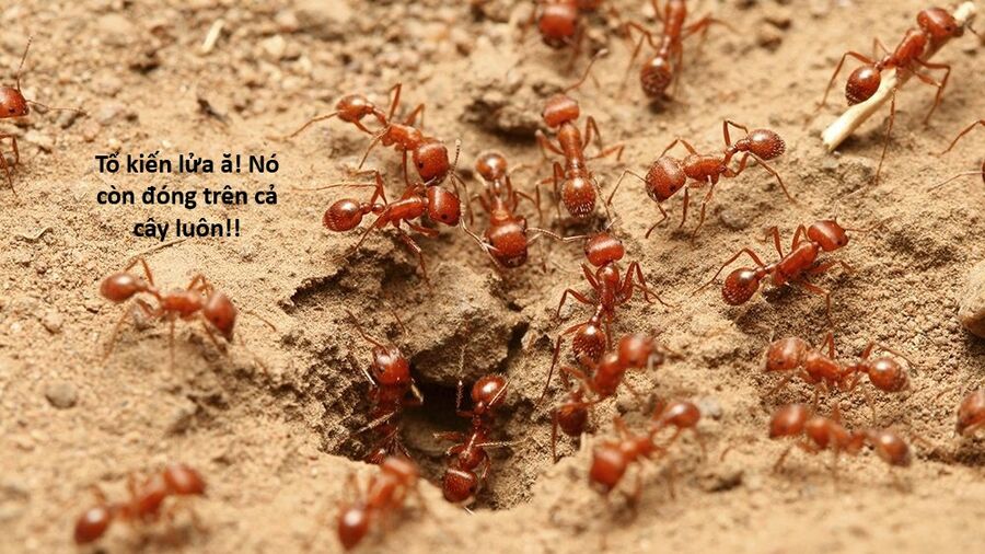 Hổ Đến Chơi Nhà (Puchimasu Miếu) Chapter 159 - Trang 2