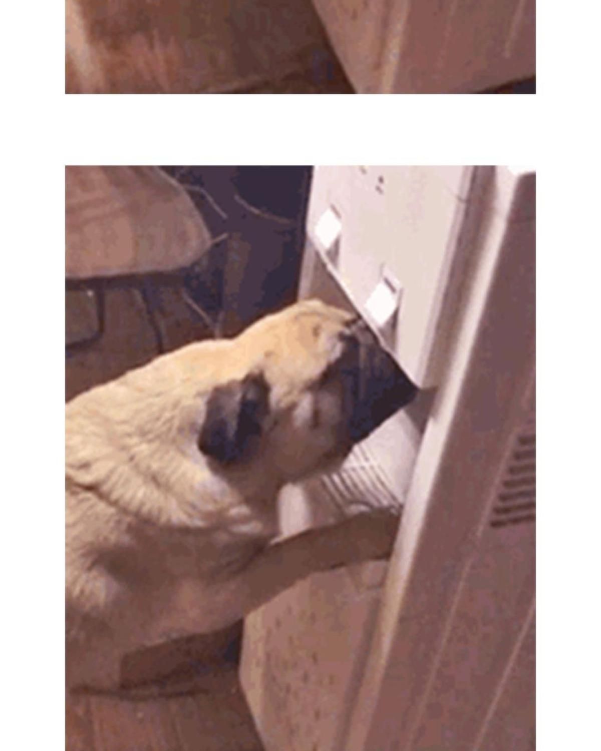 Hoàng Thượng Và Ba Trát Hắc Chapter 59 - Trang 2