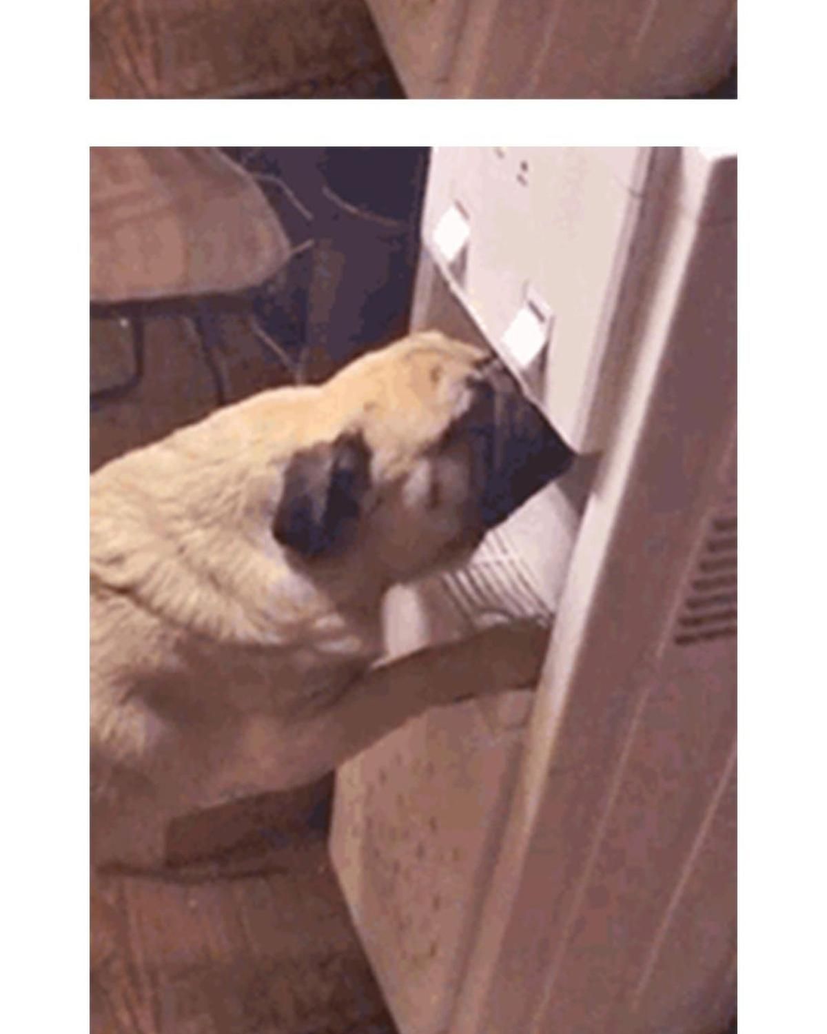 Hoàng Thượng Và Ba Trát Hắc Chapter 59 - Trang 2