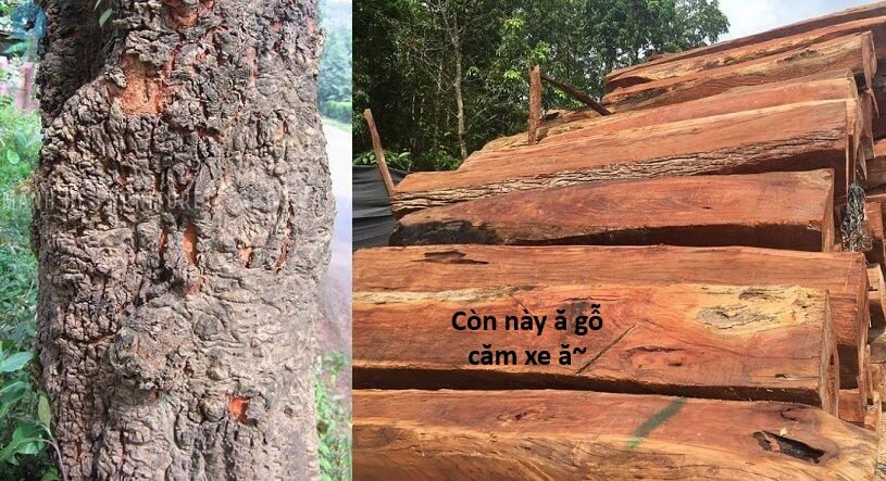 Ngay Cả Khi Hậu Tận Thế, Thật Hạnh Phúc Khi Vẫn Còn Được Sống… (Puchimasu Miếu) Chapter 44.1 - Trang 2