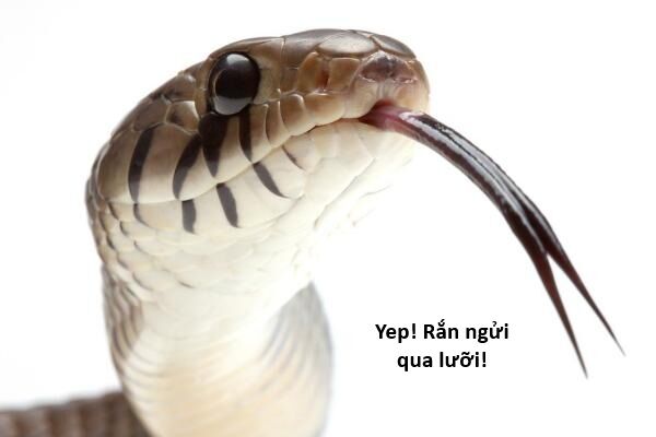 Ngay Cả Khi Hậu Tận Thế, Thật Hạnh Phúc Khi Vẫn Còn Được Sống… (Puchimasu Miếu) Chapter 44.2 - Trang 2