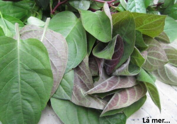 Ngay Cả Khi Hậu Tận Thế, Thật Hạnh Phúc Khi Vẫn Còn Được Sống… (Puchimasu Miếu) Chapter 48.2 - Trang 2