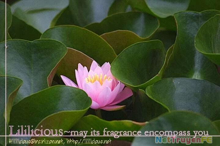 Renai Idenshi Xx Chapter 2 - Trang 2