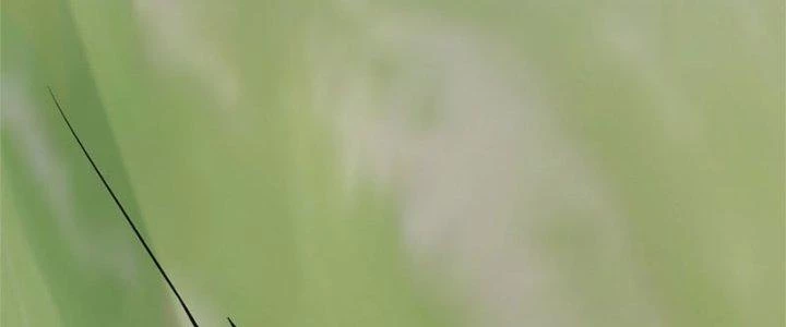 Trên Người Ta Có Một Cái Cây Thần Thoại Chapter 31 - Trang 2