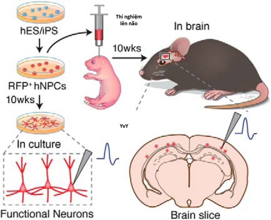Ngay Cả Khi Hậu Tận Thế, Thật Hạnh Phúc Khi Vẫn Còn Được Sống… (Puchimasu Miếu) Chapter 50.2 - Trang 2